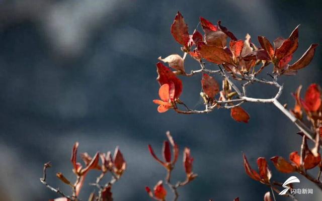 组图丨泰山彩石溪初冬 溪水与暖阳织就轻缓诗意