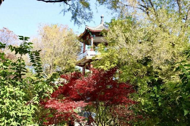 莲花池公园满目鎏金，这个周末等您来赏→