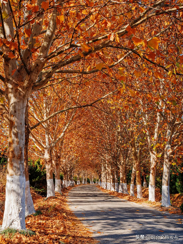 【乐游烟台】现在就冲！烟台这几处街景美到开挂