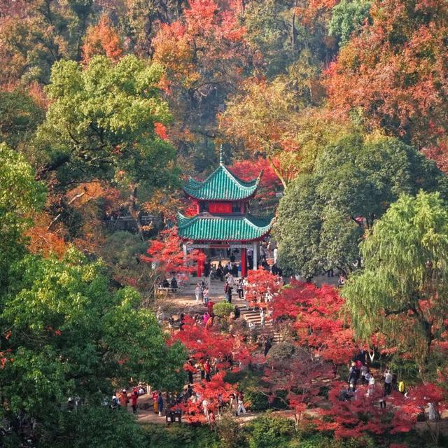南方冬意，藏在这一亭红枫里