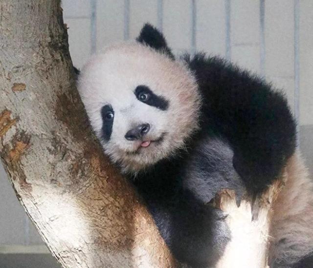 最后关头，高市政府通告中国，希望送回大熊猫，中方误判了日本？