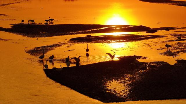 #运城头条#山西绛州：千年“水旱码头”天鹅“舞”古州