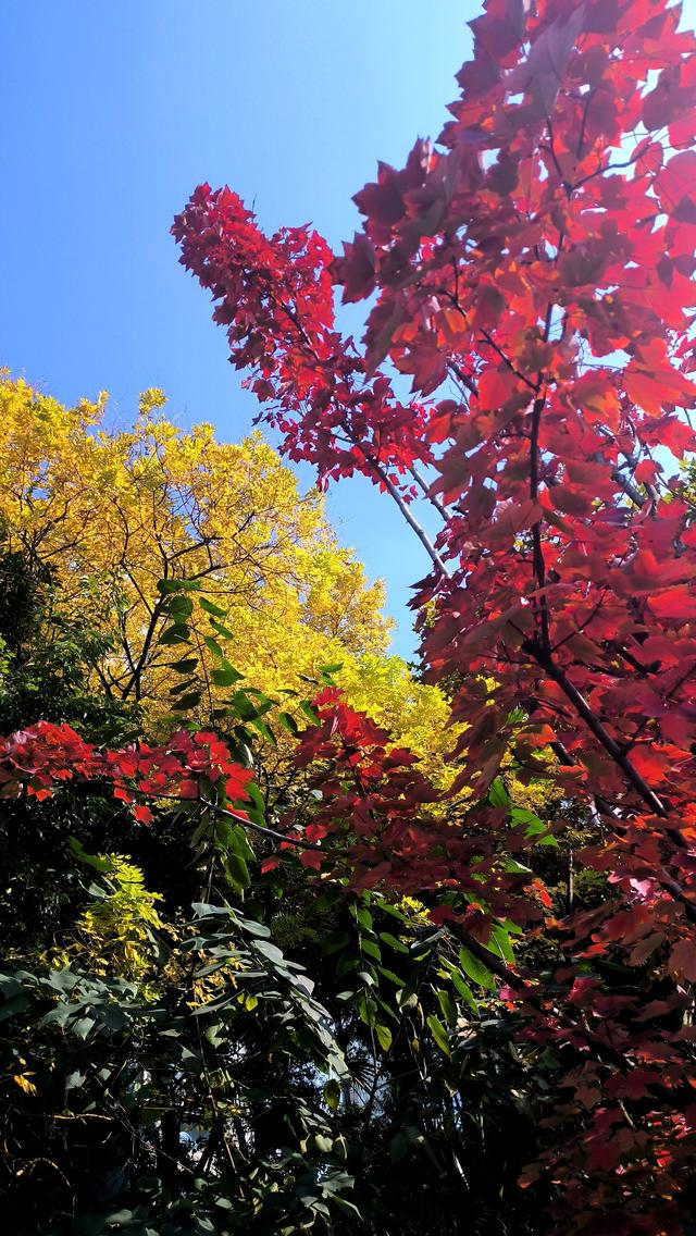 藏在烟火里的彩林