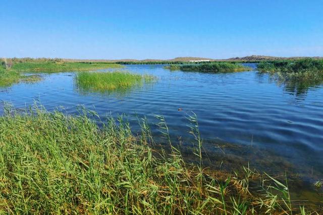 沙漠深处的生态奇迹：探访136团小拐无名湖湿地