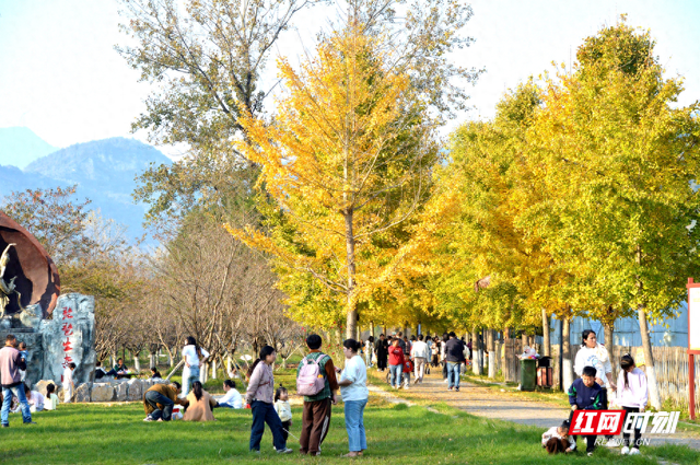 慈利县琵琶花海：银杏黄 游人忙   (组图）