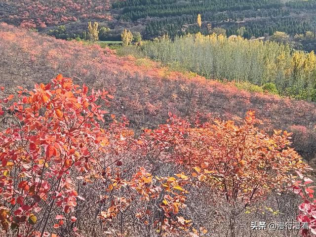 看红叶不怕晚，东焦村红叶正当时