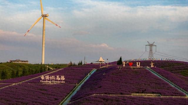 爽爽贵阳 秀美花溪 ｜ 云顶花海马鞭草赏花季，避暑与浪漫共赴