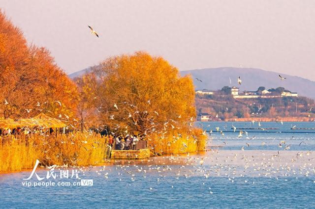 江苏苏州：太湖赏鸥 其乐融融