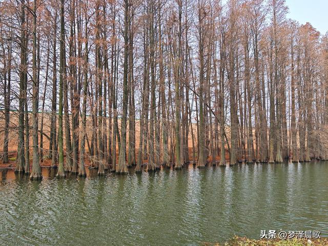 小寒，涢水湿地生态美