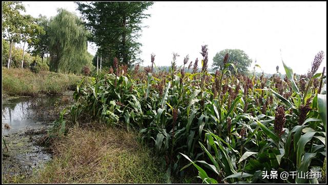 烟火与征途的共鸣：2012初冬枣庄早点摊金世明老人见证的人文温度