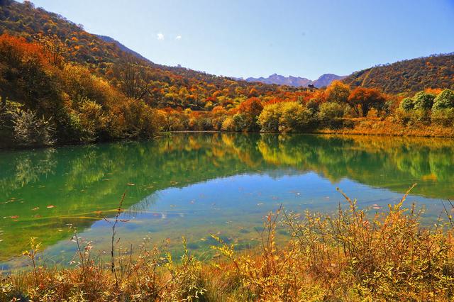 四川茂县层林尽染迎“盛会” 九鼎山开启“金色童话”观赏季