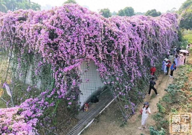 花开成瀑！南宁市花卉公园蒜香藤迎来今年第二次盛花期