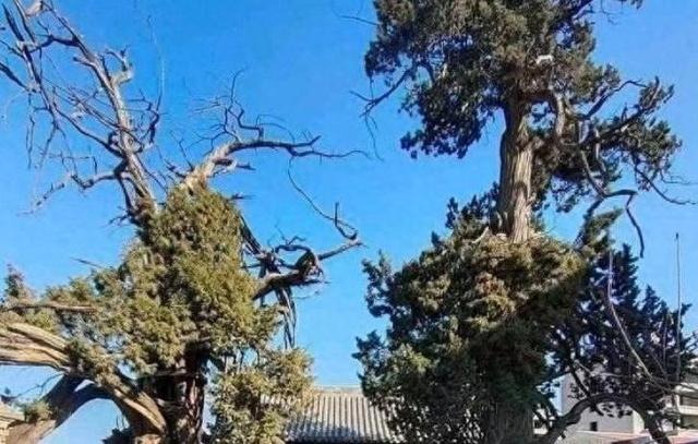 山东聊城4大陵墓，都是历史名人陵墓，你知道几个？