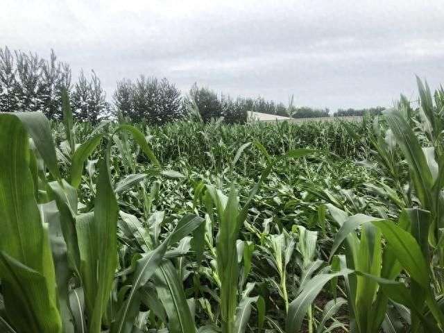 本轮强降雨中心已定，明天8月9日天气，大暴雨特大暴雨分布如下