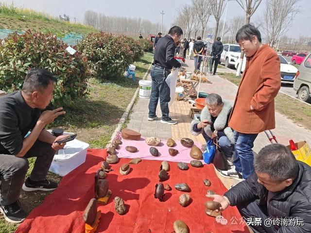 周末,逛泾河大道石头市场,去孙家堡村看杏花,与春天来一场约会