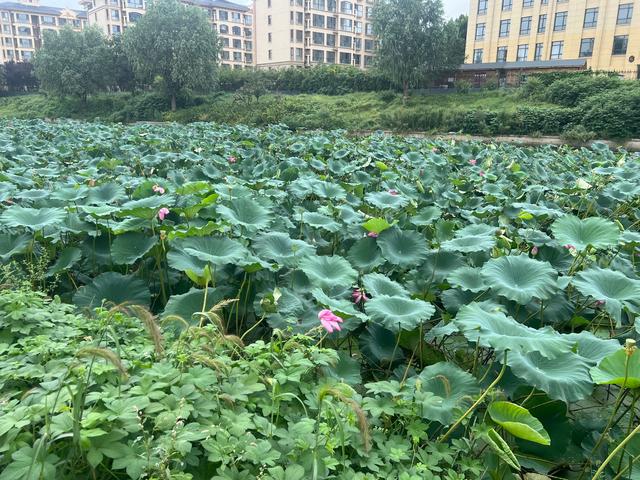 8月石家庄的滹沱河