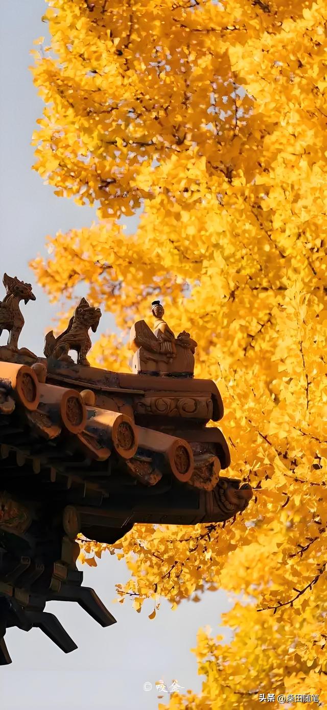 故宫的秋天，美到我失语