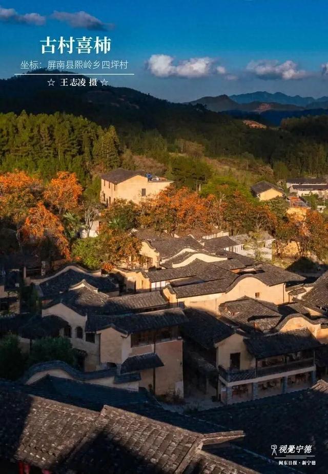 走！去屏南！这些柿子打卡点请收好→