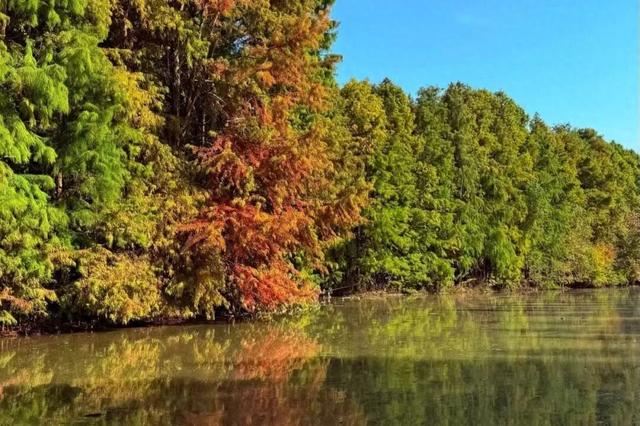 域见上海·域见奉贤｜冬日限定，海湾国家森林公园，红杉林开始“上妆”啦！