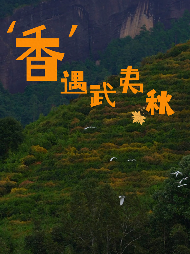 ‘香’遇武夷秋，最怡红袍韵 | 双节来武夷山！十大活动、暖心政策全攻略！