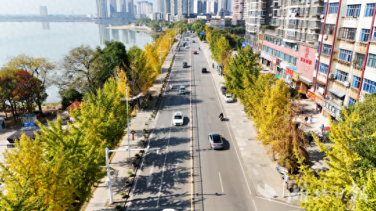 嘉鱼初冬银杏进入最佳观赏期 金色长廊展现城市生态之美