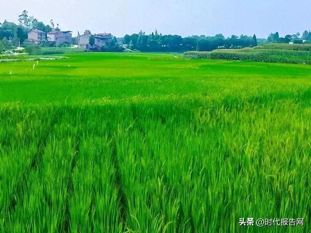 信阳市平桥区洋河镇：我的夏日记忆