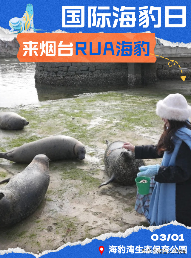 【乐游烟台】今天！可爱“豹”击来喽🦭