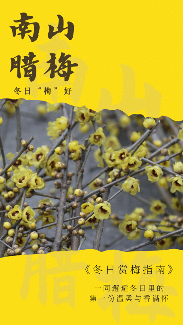 冬日游南山，把这份“梅”好带回家