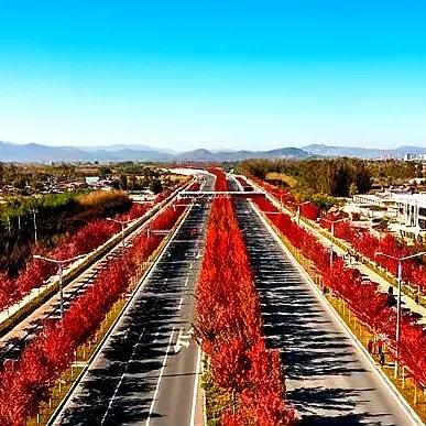 一眼被沦陷的秦皇岛枫林大道 一眼被沦陷的秦皇岛枫林大道