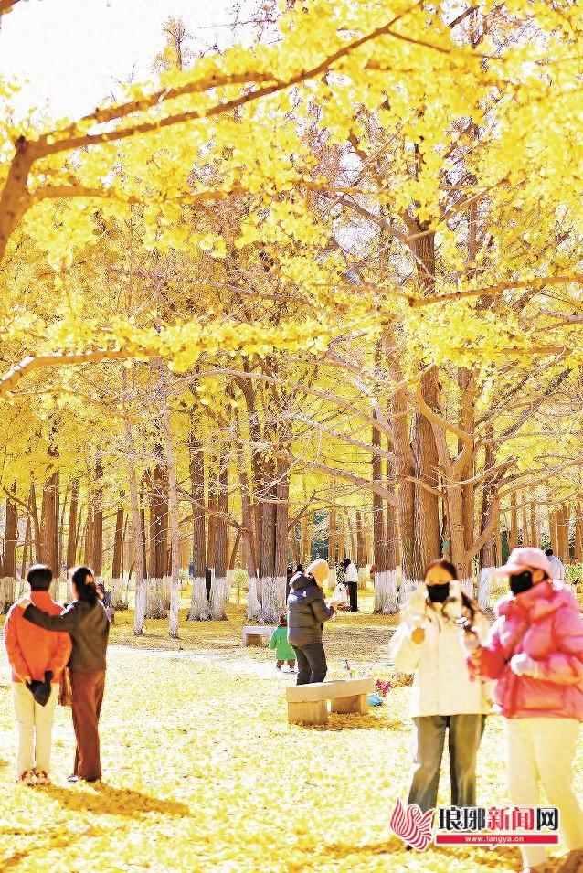 谁把秋天藏在了临沂？生生园银杏林美成童话