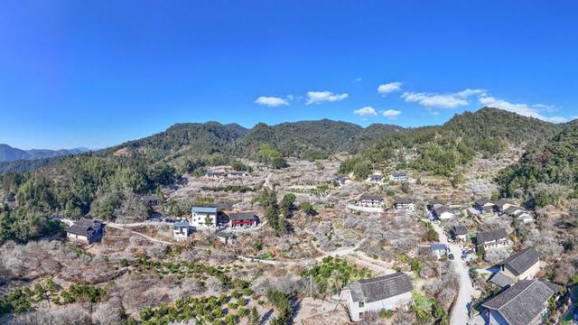 永泰：李梅之乡 冬来飞“雪”