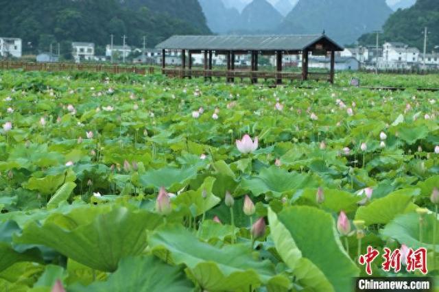 广西柳州：盛夏荷韵引游人
