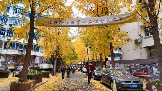 持续一周！抓住银杏的“尾巴”，到后市街打卡“疯狂动物城”