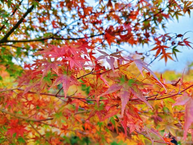 湖南蓝山县：蓝山谷景区枫叶似火 美不胜收