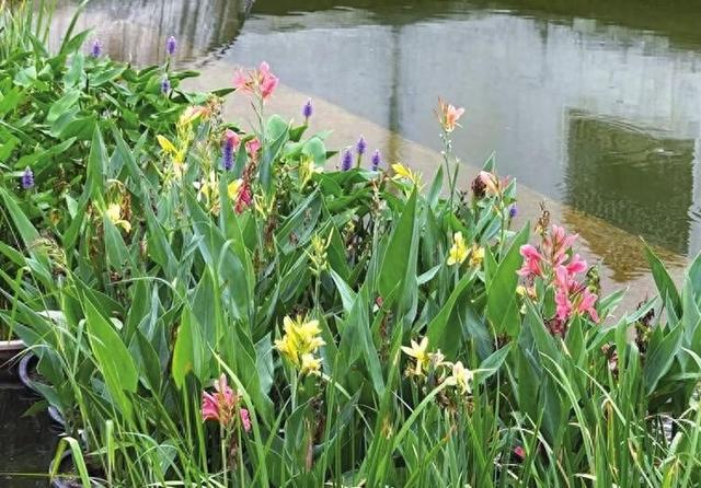 立秋时节赏花 快来这些地方