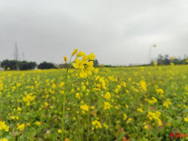 成都绕城绿道油菜花开了，可持续赏花到4月！