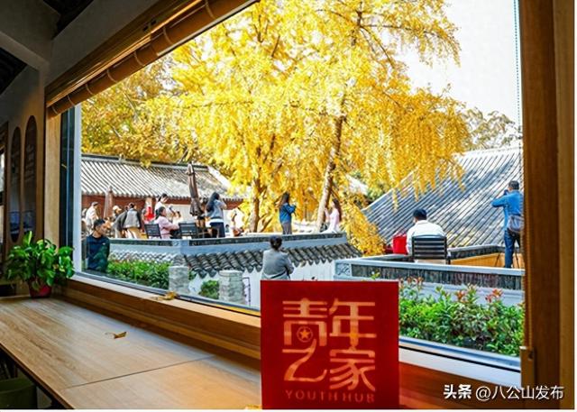 金叶舞秋韵 书香伴杏黄八公山区图书馆成秋日网红打卡地