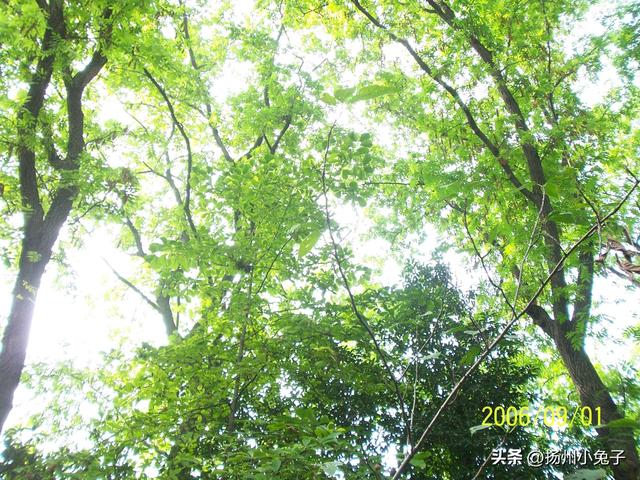 扬州，什么季节最美？