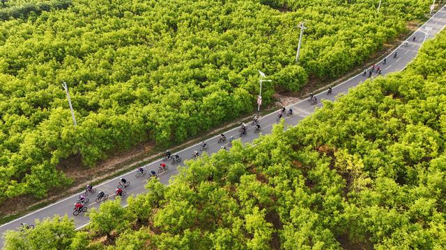 山东乐陵：千年枣林激发文旅融合发展新活力