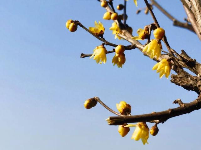 暗香浮动，腊梅花开惹人醉！