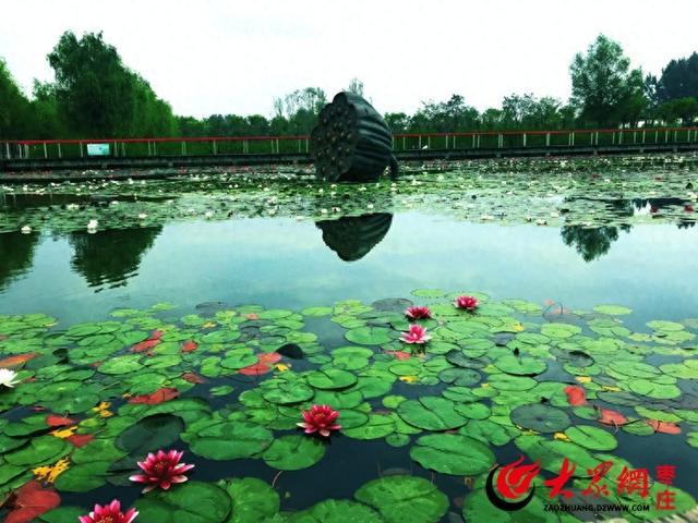 滕州微山湖红荷湿地献礼教师节：免门票+免费体验，五市教师速来！