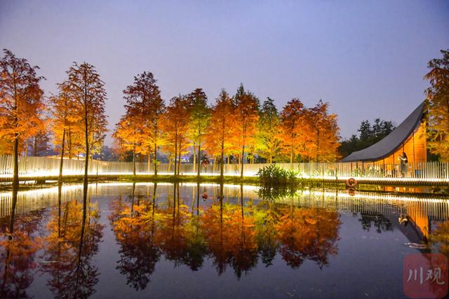 C视觉丨初冬兴隆湖 邂逅油画森林