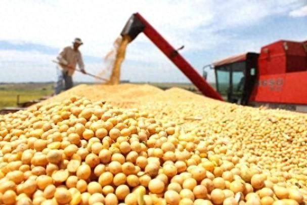 猝不及防，巴西大豆暴涨80%逼宫？中国终于亮出底牌，邻国狂喜！