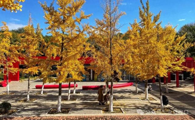 最近，龙口这两个地方美出了新高度！很多人都去打卡~~~