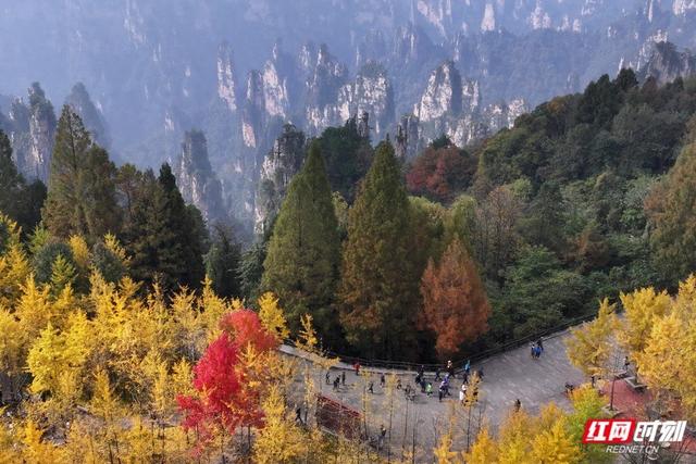 你还不来吗？张家界国家森林公园开启“秋季限定皮肤”
