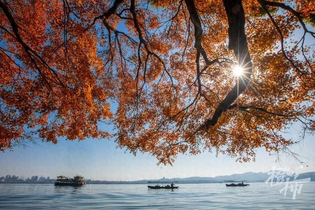 杭州最近美“枫”了，红枫和鸡爪槭还“傻傻分不清楚”？