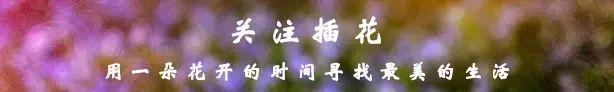 多肉植物有哪些种类（270种常见多肉图谱）
