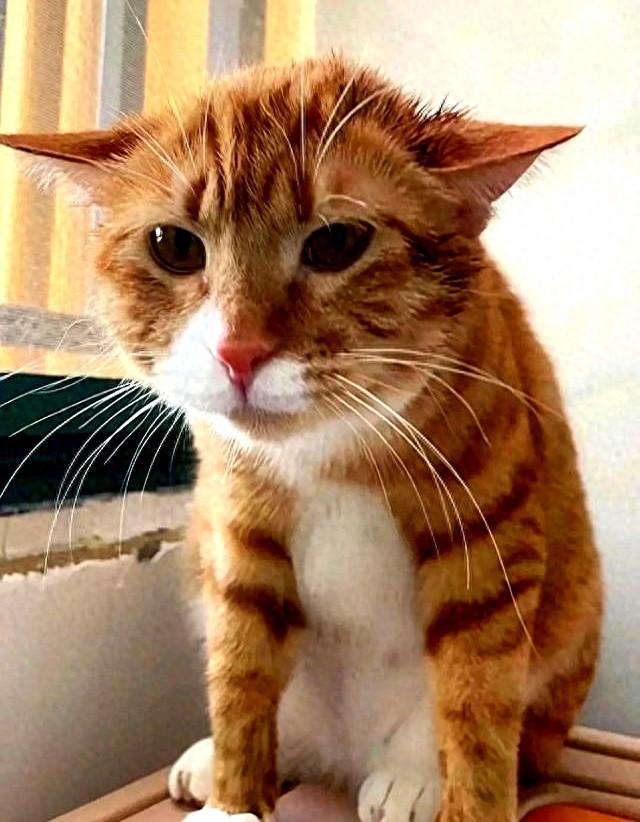 若猫咪有这6种表现，说明它抑郁了，别不放在心上！