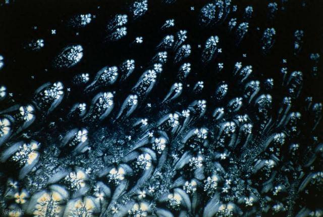 液晶弹性体革命：微型软体机器人实现极端环境中精确导航
