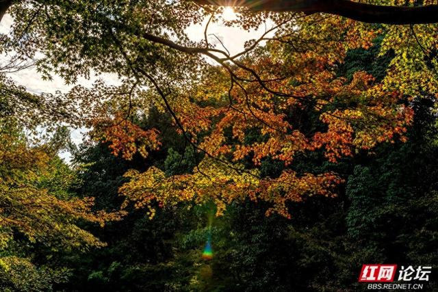 岁暖时刻丨暖冬长沙图鉴：烈士公园，藏不住的诗意光景